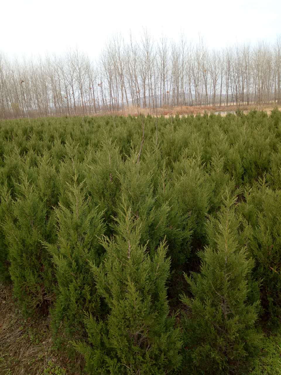 大量供應(yīng)1到3米蜀檜 供應(yīng)安徽1.5米蜀檜 供應(yīng)安徽蜀檜 蜀檜 蜀檜批發(fā)