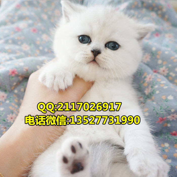 英國短毛貓英國短毛貓價格