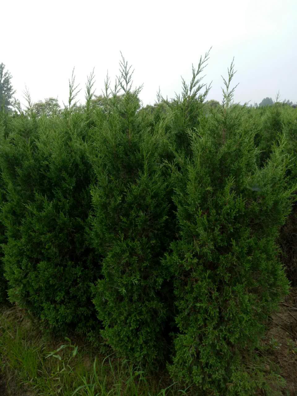 大量供應(yīng)1到3米蜀檜 供應(yīng)安徽1.5米蜀檜 供應(yīng)安徽蜀檜 蜀檜 蜀檜批發(fā)