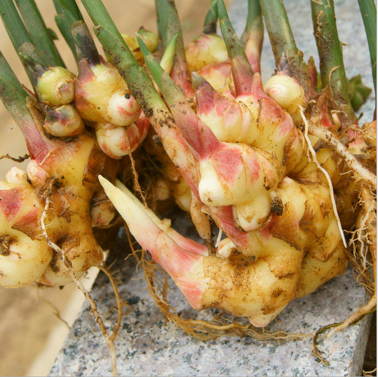 生姜 云南*生姜批發(fā) 有機種植 農家自種小黃姜 5公斤禮盒