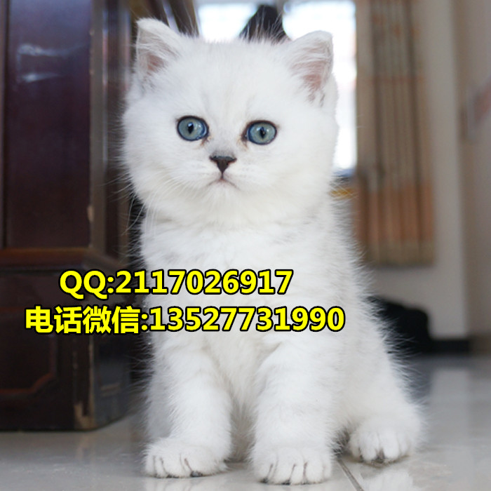 英國短毛貓英國短毛貓價格