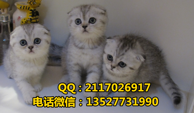 蘇格蘭折耳貓一只多少錢折耳貓價格