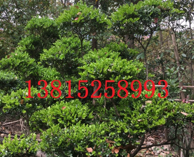 蘇州景觀綠化設(shè)計(jì)，蘇州庭院景觀綠化工程公司，蘇州企業(yè)景觀設(shè)計(jì)，蘇州別墅庭院景觀綠化工程施工