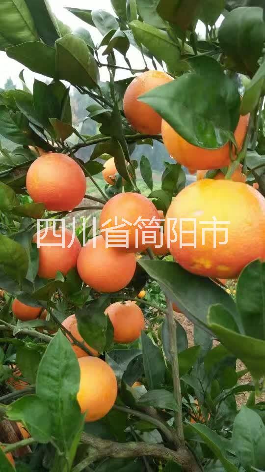 塔羅科血橙