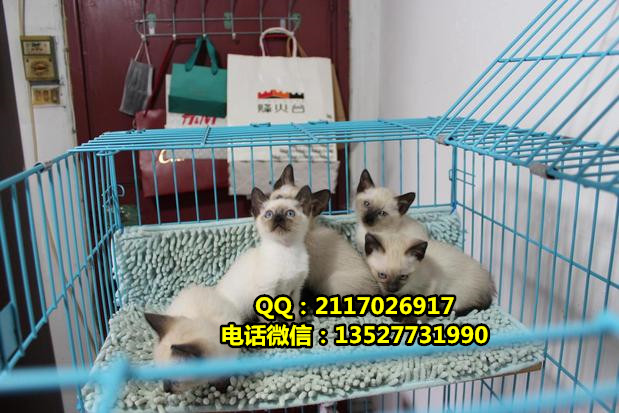 暹羅貓寵物貓一只多少錢暹羅貓價格