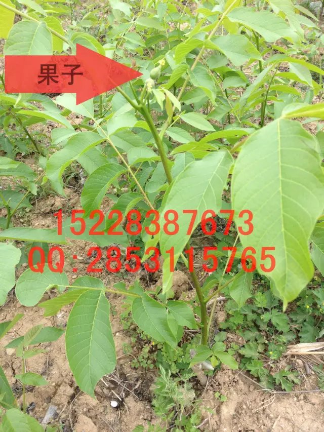 四川涼山8518核桃苗香玲核桃苗 四川8518核桃苗怎么樣