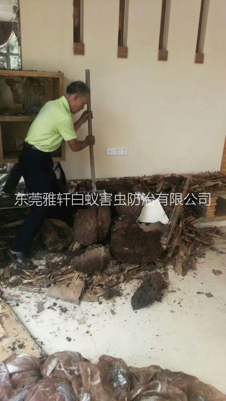 東莞滅白蟻滅蟲價格 滅白蟻滅蟲那家好 滅白蟻滅蟲聯系電話