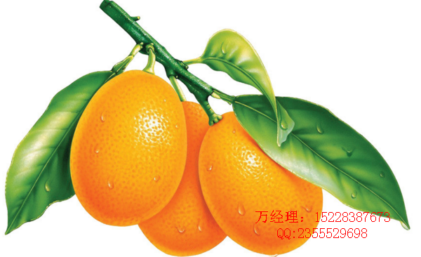 湖南棗子苗 長(zhǎng)沙棗子苗