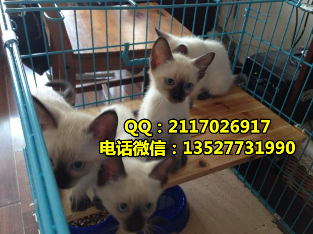 暹羅貓寵物貓一只多少錢暹羅貓價格