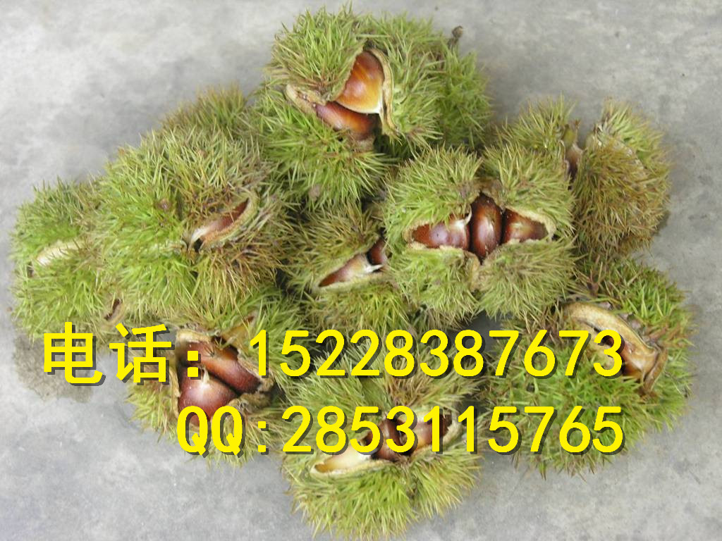 湖南棗子苗 長(zhǎng)沙棗子苗