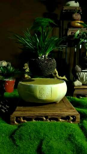 尚景空中盆栽玉石款|懸浮植物芭蕾植物芭蕾|(zhì)尚景生態(tài)科技懸浮單品|桌面景觀小品 尚景空中盆栽玉石款|懸浮植物芭蕾