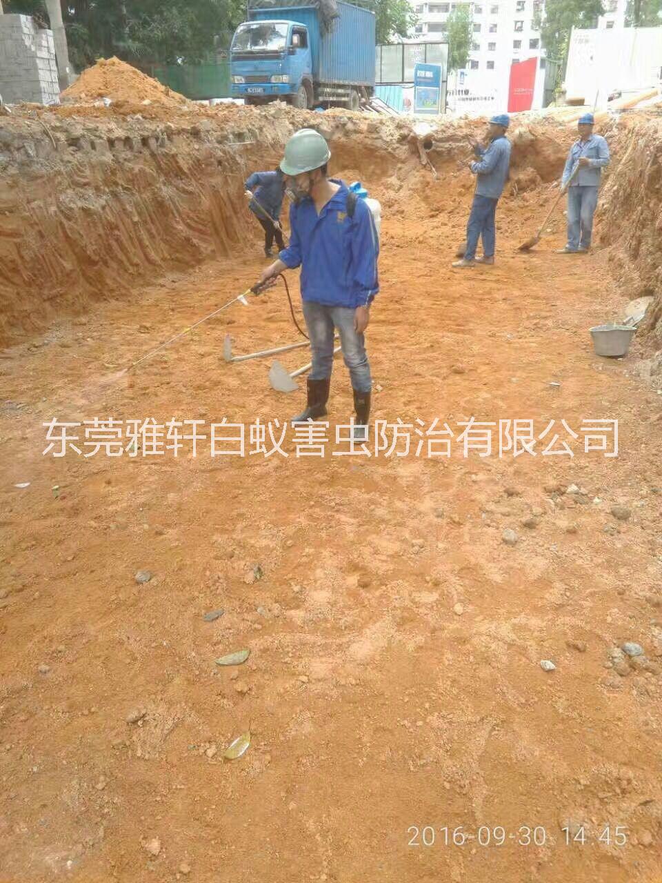 東莞石龍白蟻防治