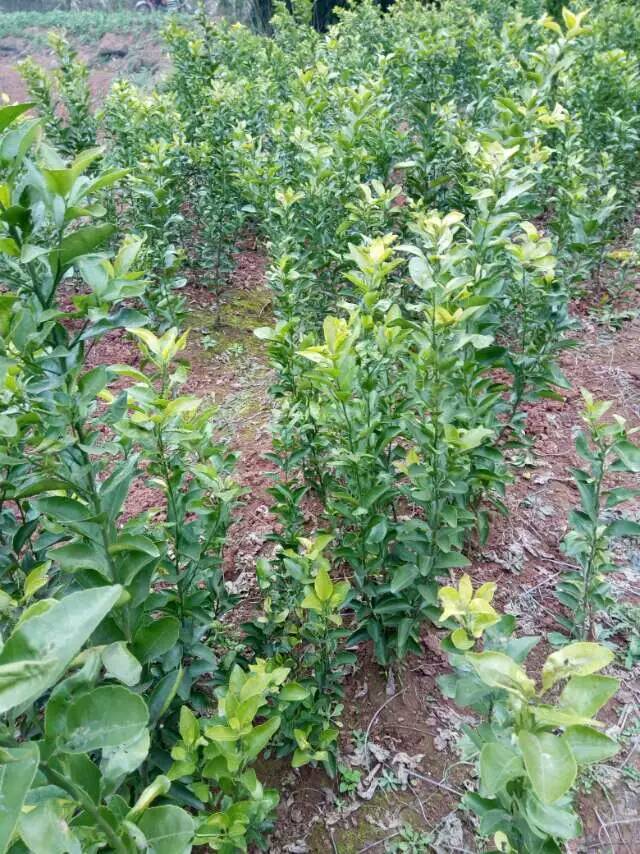 沙糖桔 批發(fā) 銷售