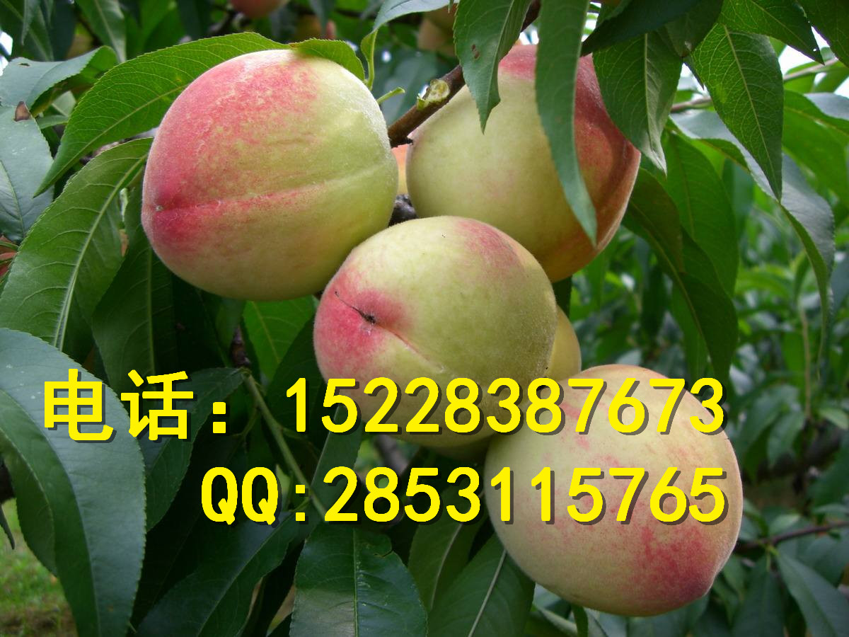 湖南棗子苗 長(zhǎng)沙棗子苗