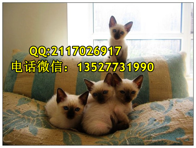 暹羅貓寵物貓一只多少錢暹羅貓價格