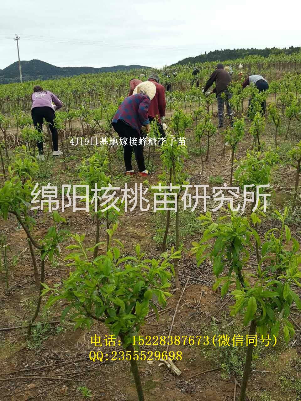 石柱蜂糖李子苗的特征以及栽種技術(shù)