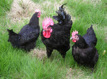 宜昌高產(chǎn)黑羽綠殼蛋雞苗、三峽麻羽 高產(chǎn)黑羽綠殼蛋雞苗、三峽麻羽綠殼