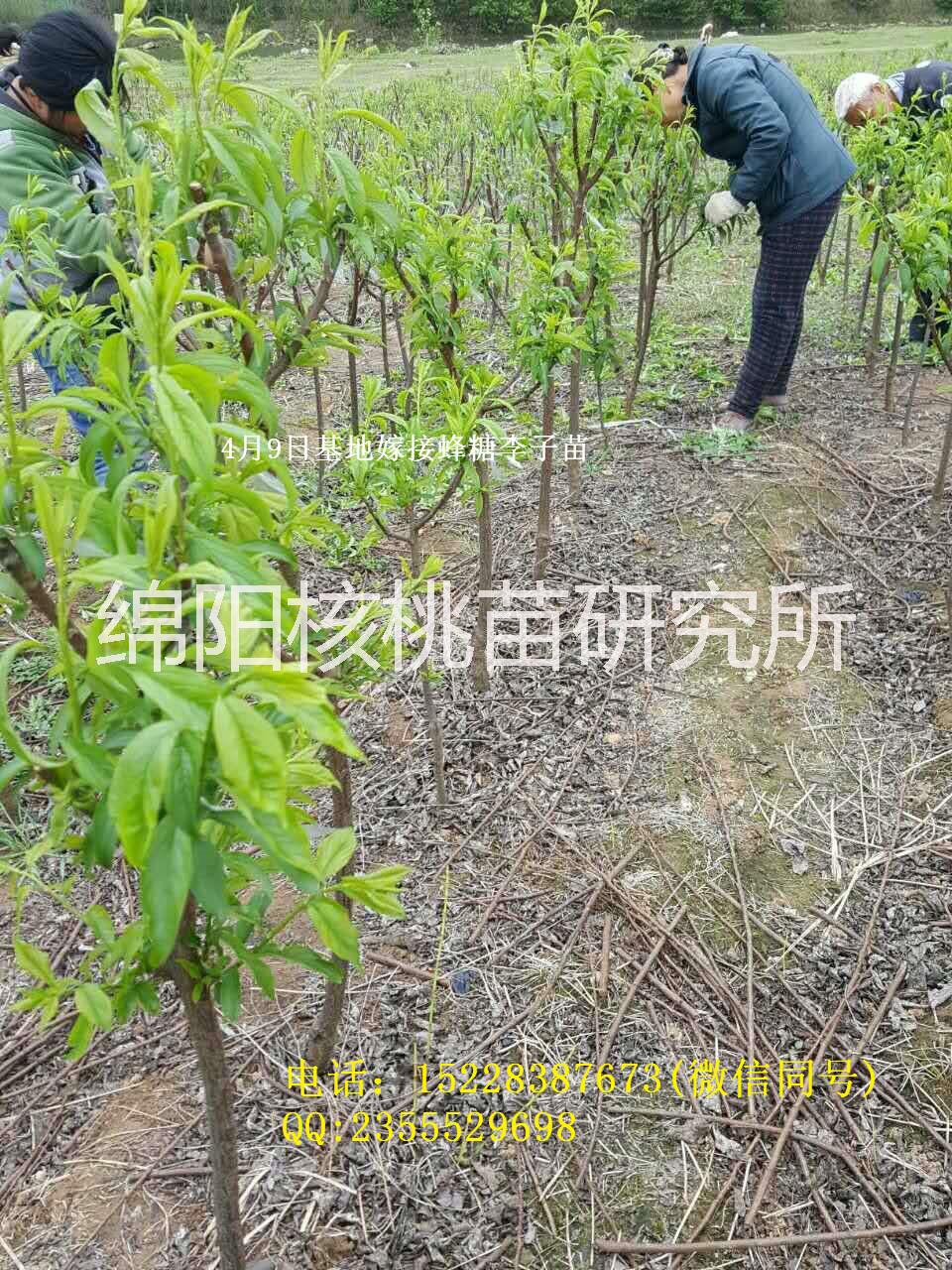 石柱蜂糖李子苗的特征以及栽種技術(shù)