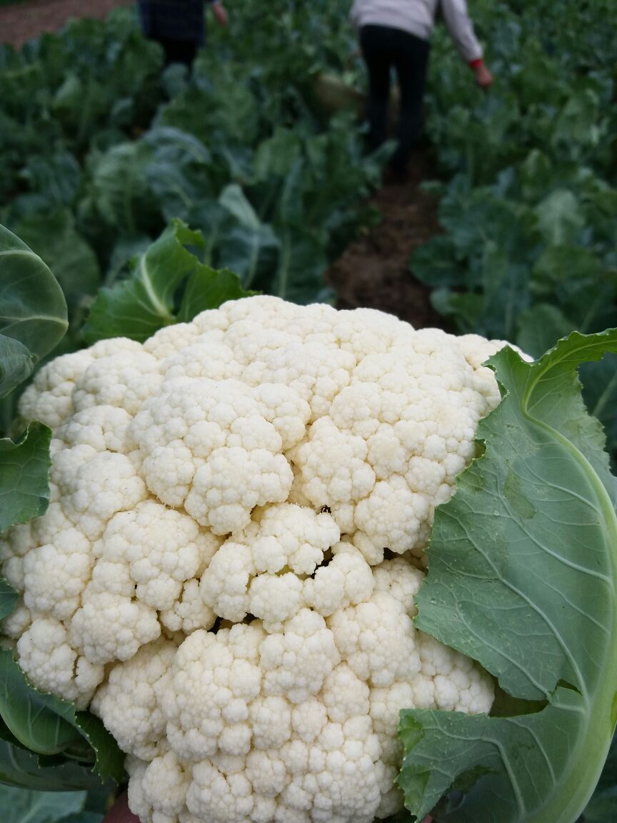 花菜大量上市新鮮菜花供應(yīng)河南省周口市西華縣蔬菜運(yùn)平*