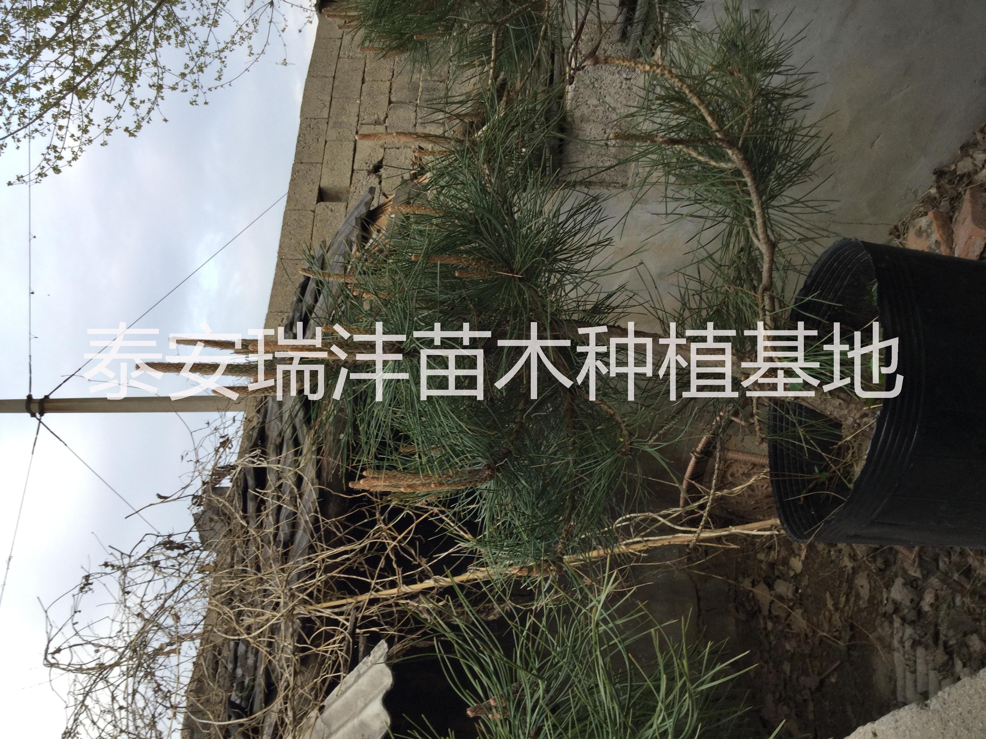 莒南油松、莒南黑松、臨沂松樹、油松價格