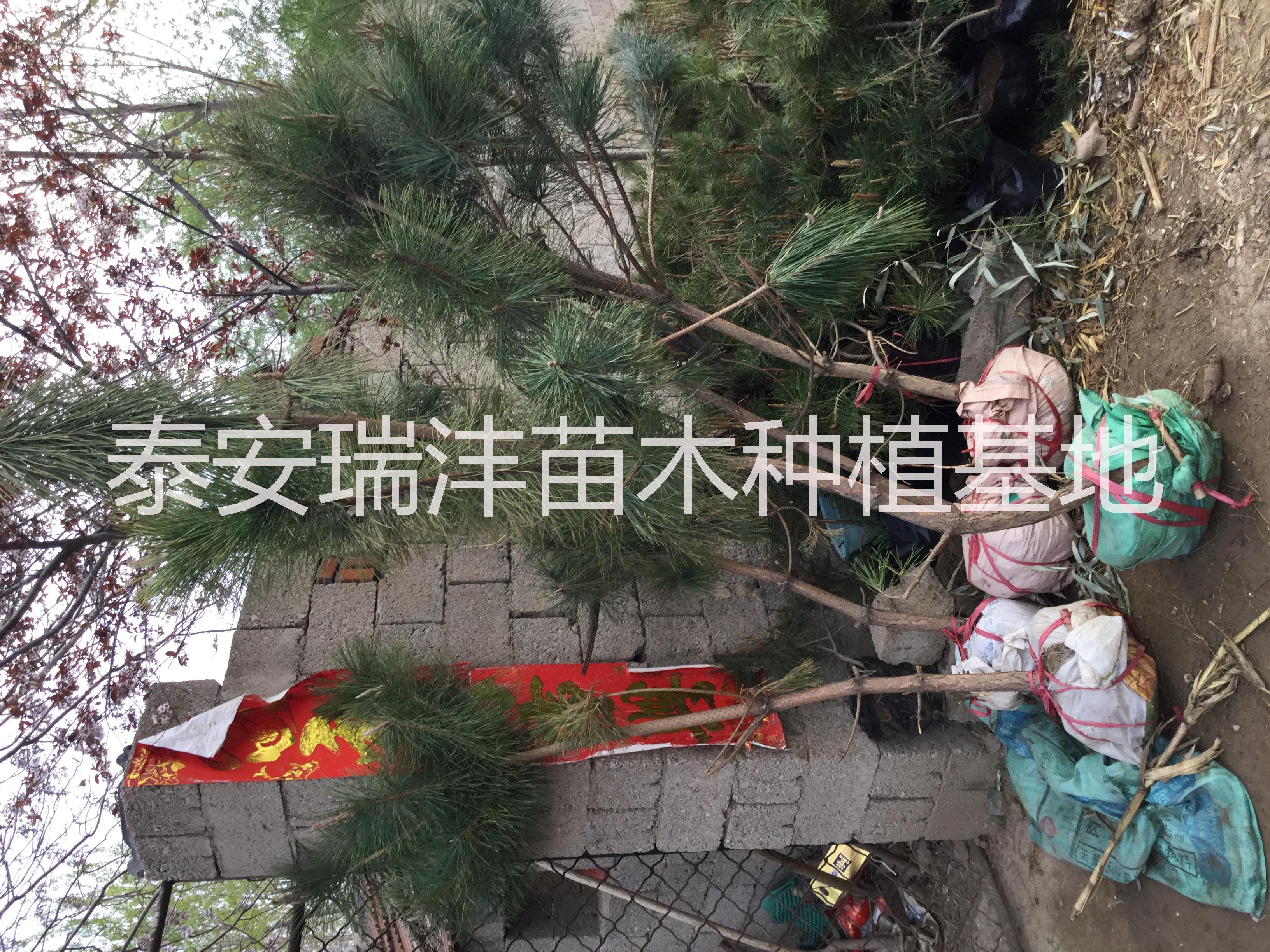 莒南油松、莒南黑松、臨沂松樹、油松價格