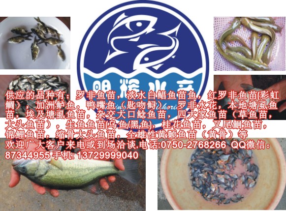 羅非魚苗 海南一號羅非苗批發(fā)零售 廣東羅非魚苗批發(fā)價格實惠