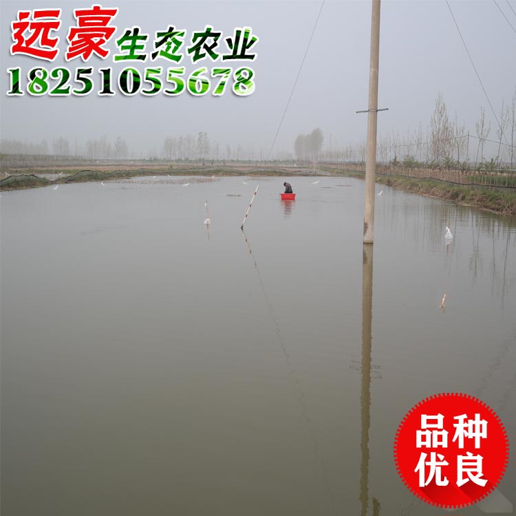 供應(yīng)鮮活淡水小龍蝦苗 成品蝦大紅蝦青蝦蝦苗價格龍蝦批發(fā) 鮮活淡水小龍蝦苗成品蝦大紅蝦