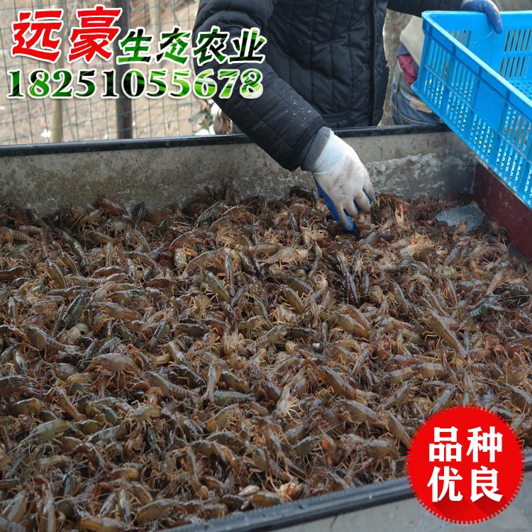 供應(yīng)鮮活淡水小龍蝦苗 成品蝦大紅蝦青蝦蝦苗價格龍蝦批發(fā) 鮮活淡水小龍蝦苗成品蝦大紅蝦