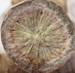 60頭三七批發(fā) 文山三七 云南三七  三七功效  文山三七廠家