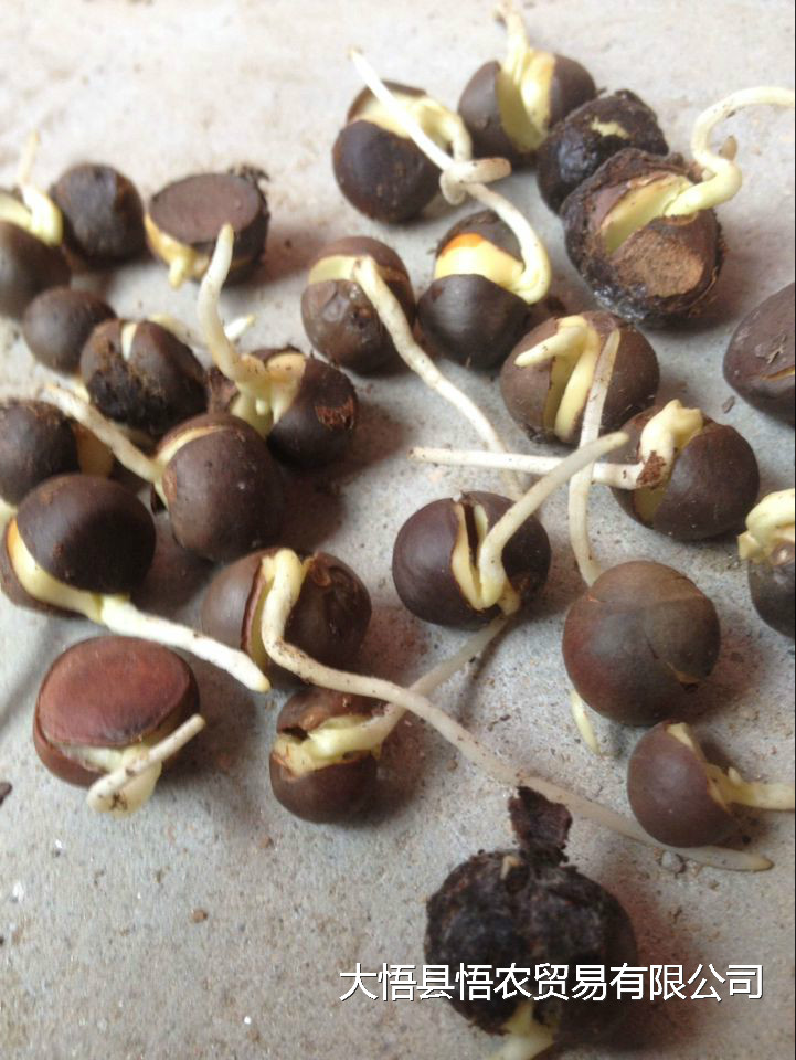 福鼎大白福鼎白茶價格福鼎白茶產(chǎn)地安吉白茶福鼎大白茶餅福鼎白茶功效