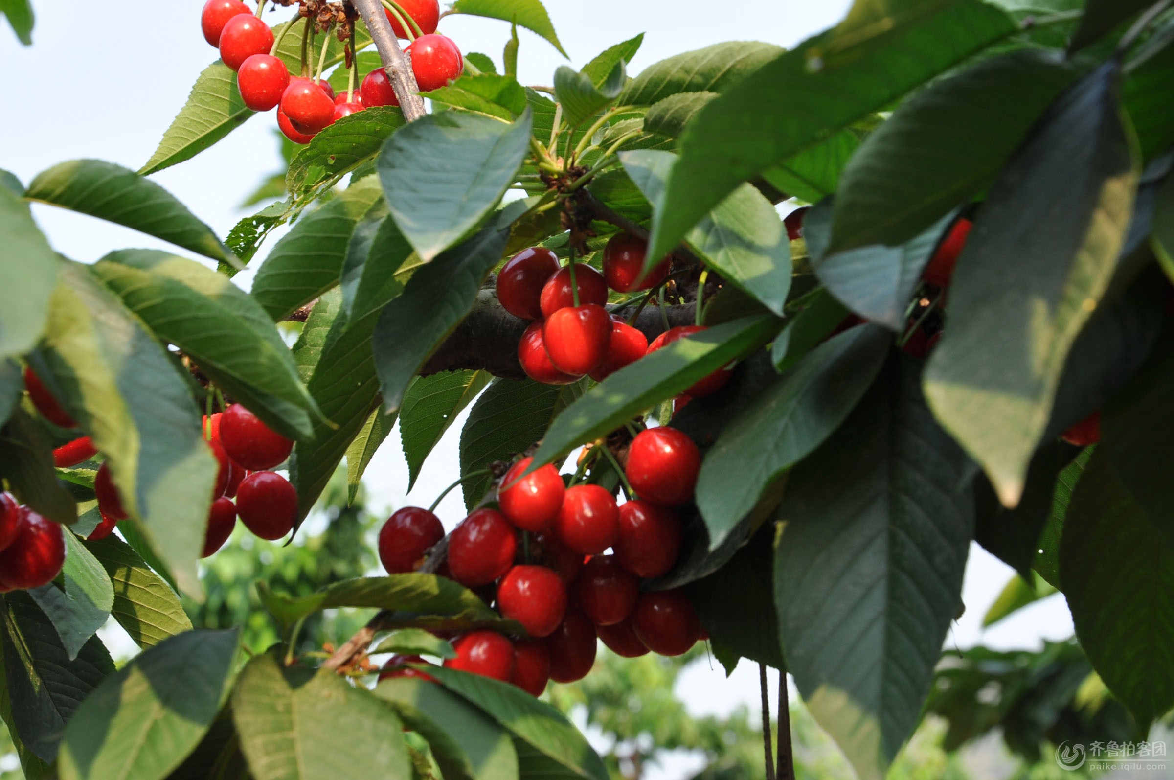 鑫農(nóng)果*天水特級(jí)車(chē)?yán)遄哟髾烟遗?  title=