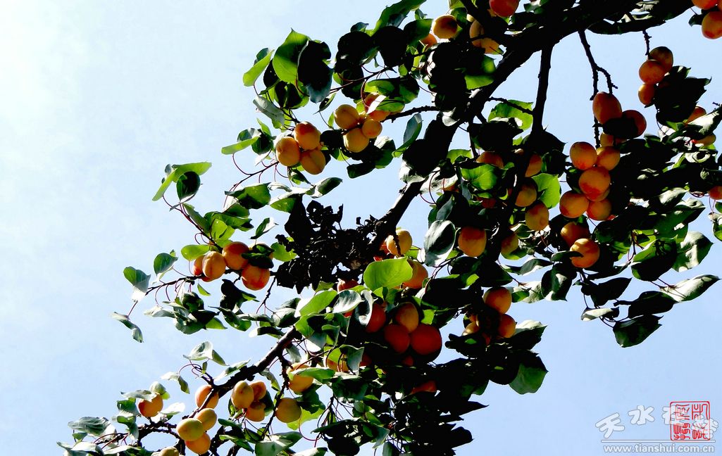天水特產(chǎn)新鮮水果大杏子批發(fā)