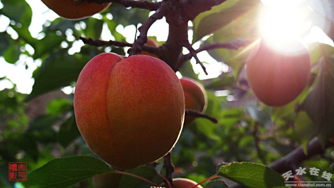 天水特產(chǎn)新鮮水果大黃杏批發(fā)