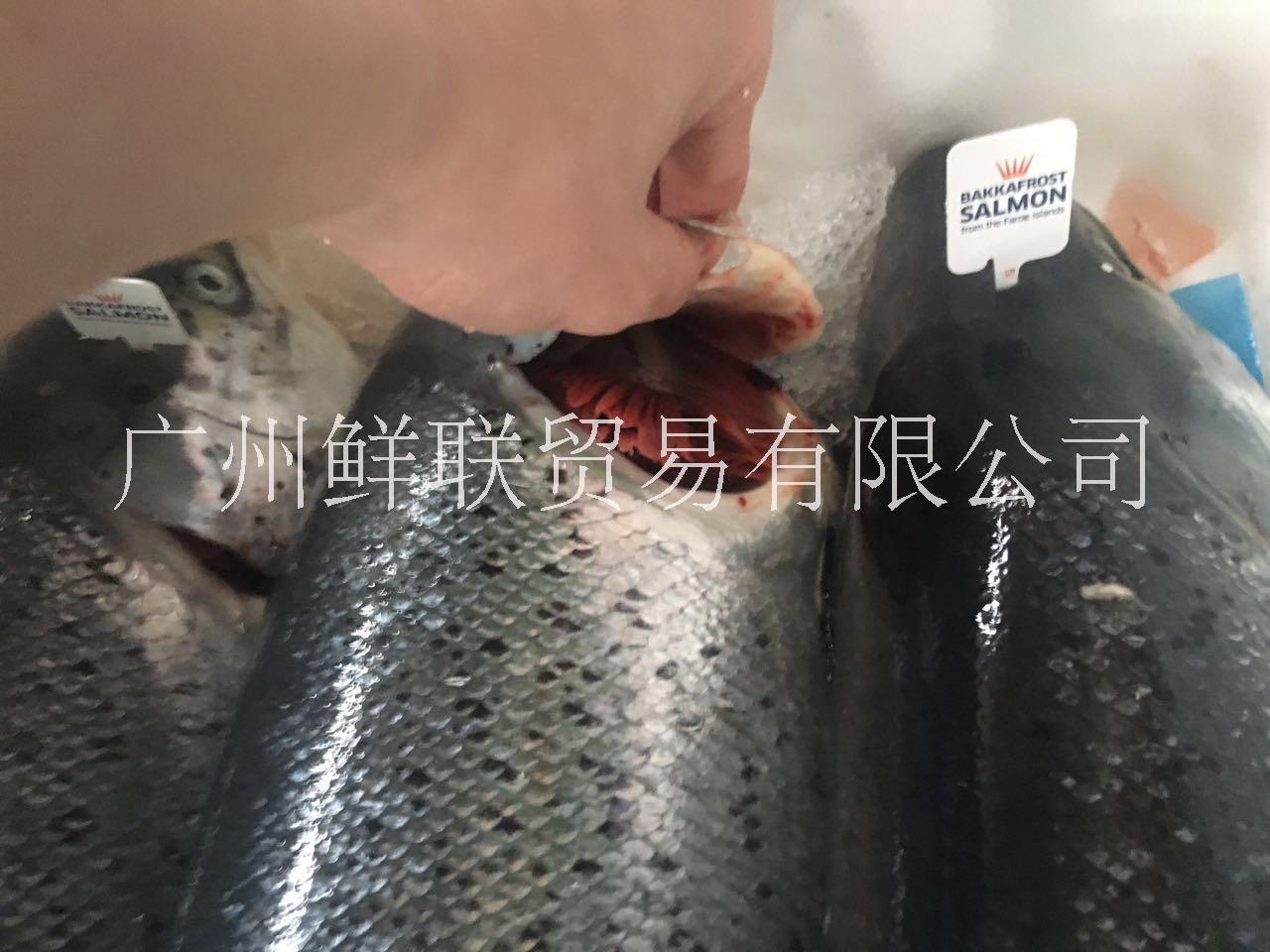 批發(fā)零售冰鮮*（丹麥法羅皇冠，智利，蘇格蘭，加拿大等） * 皇冠* 法羅*