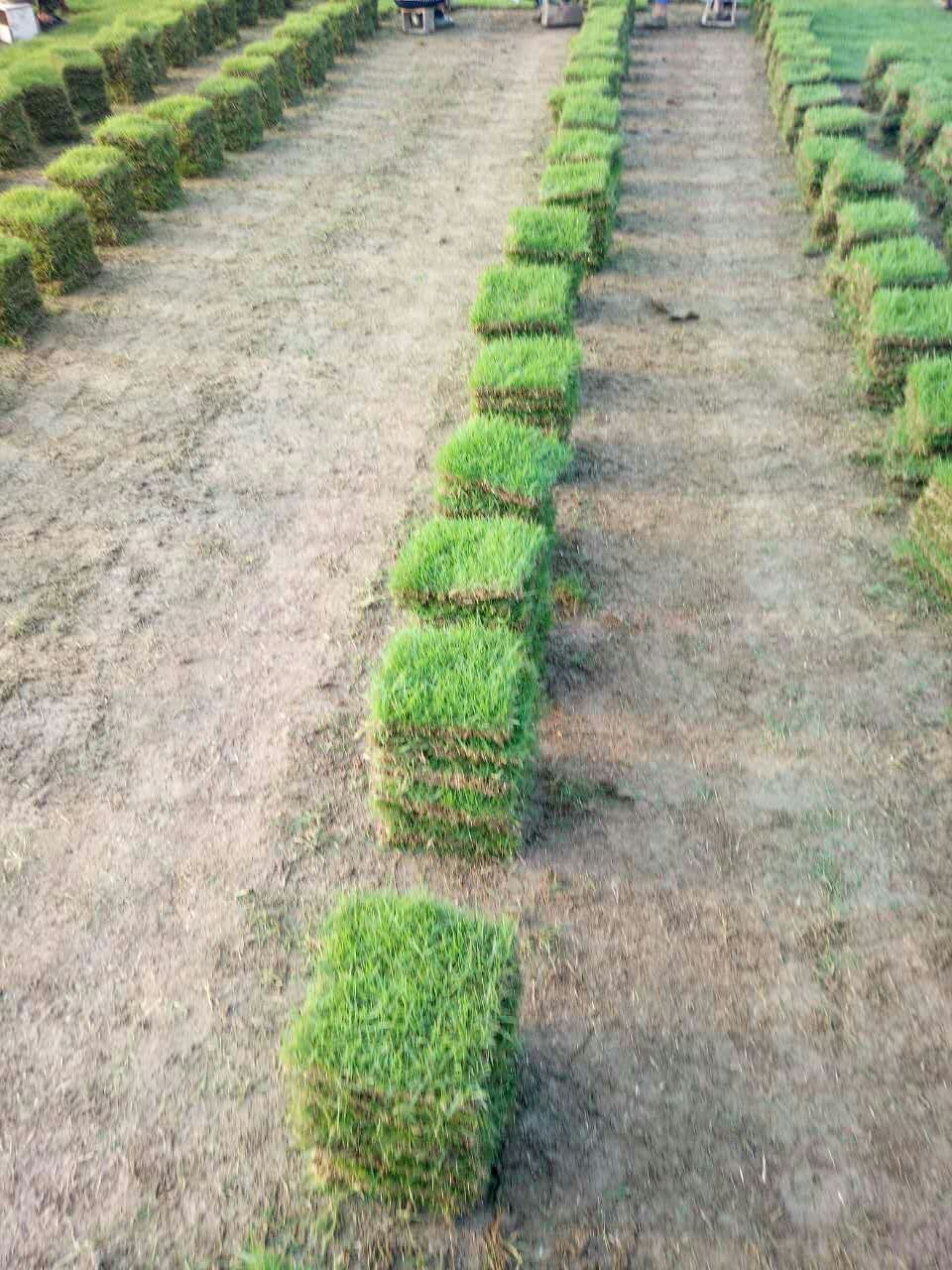 湖南草坪  郴州草皮  貴州草皮