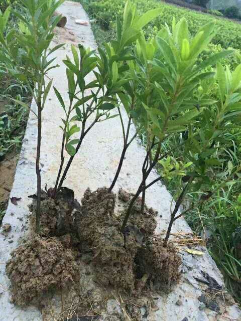 湖南郴州杜鵑小苗  杜鵑小苗供應(yīng)  杜鵑小苗價(jià)格