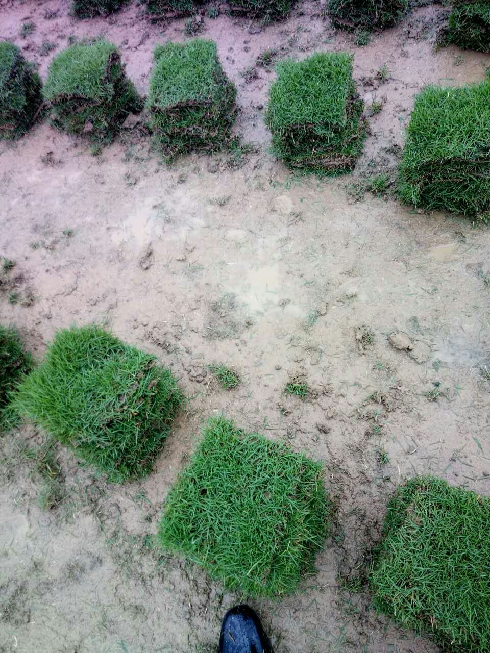 廣西馬尼拉草坪  廣西*馬尼拉草皮價格  廣西馬尼拉草卷