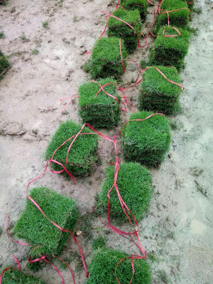 廣西馬尼拉草坪  廣西*馬尼拉草皮價格  廣西馬尼拉草卷