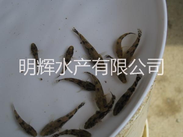 筍殼魚苗廣東筍殼魚苗廠家 廣東筍殼魚苗供應(yīng)商 江門銷筍殼魚苗批發(fā)