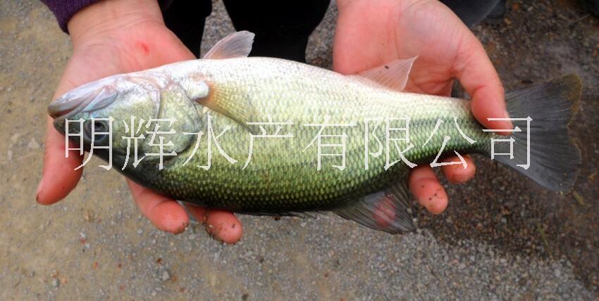 廣東加洲鱸魚苗 廣東加洲鱸魚苗廠家 廣東省加洲鱸魚苗供應(yīng)商
