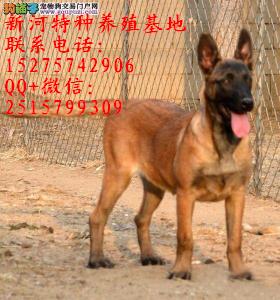 純種馬犬 純種比利時(shí)馬犬純種馬犬什么價(jià)位馬犬什么價(jià)位雙血統(tǒng)馬犬什么價(jià)位比利時(shí)馬犬多少錢(qián)純種比利時(shí)馬犬什么價(jià)位
