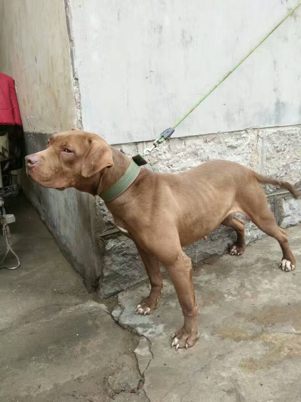 比特犬 出售純種比特斗狗（六畜牧業(yè)）