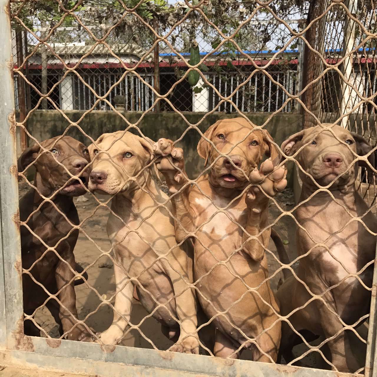比特犬 出售純種比特斗狗（六畜牧業(yè)）
