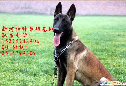 純種馬犬 純種比利時(shí)馬犬純種馬犬什么價(jià)位馬犬什么價(jià)位雙血統(tǒng)馬犬什么價(jià)位比利時(shí)馬犬多少錢(qián)純種比利時(shí)馬犬什么價(jià)位