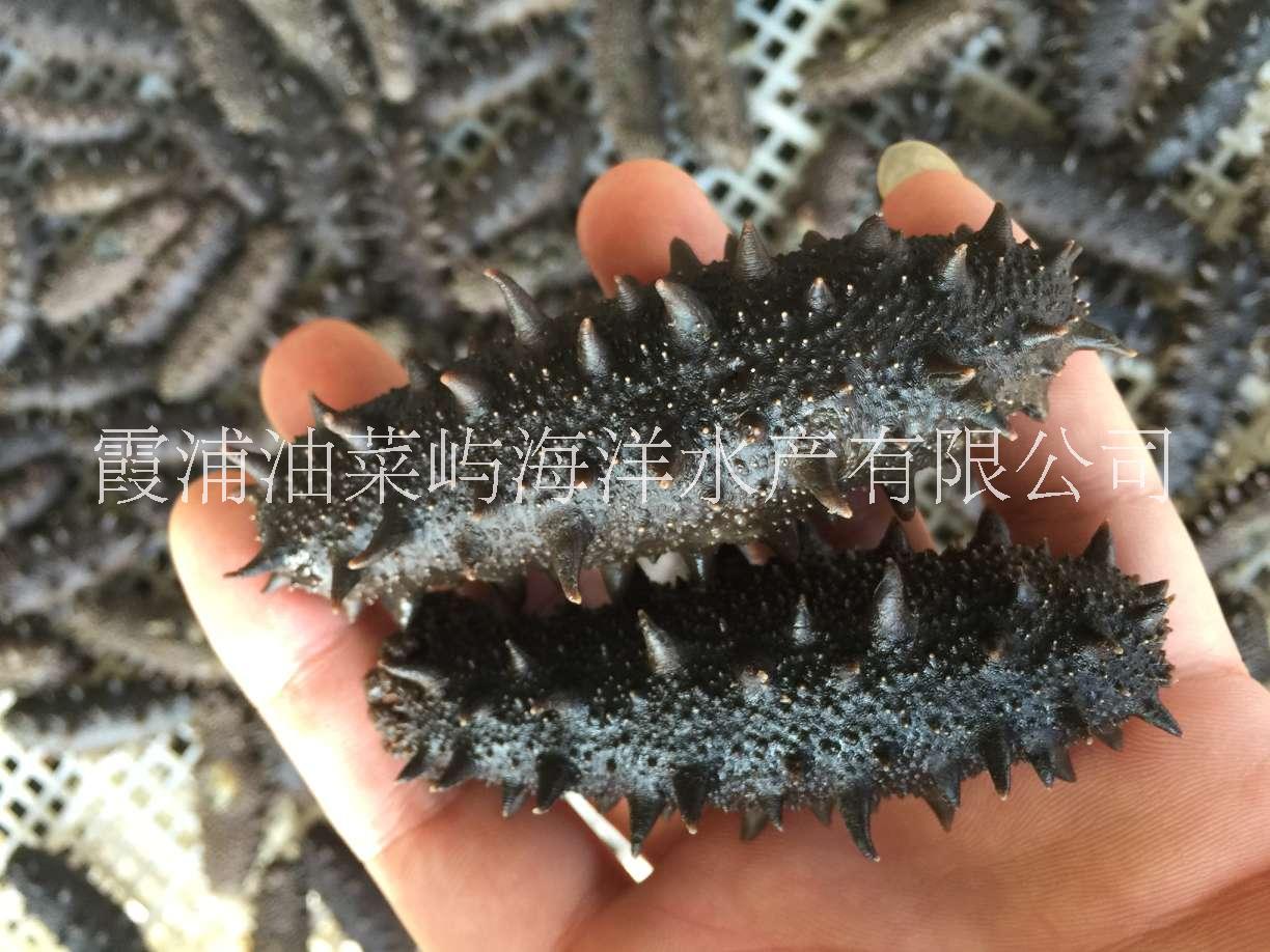 【拉缸鹽海參】_拉缸鹽海參品牌/圖片/價格_拉缸鹽海參批發(fā)