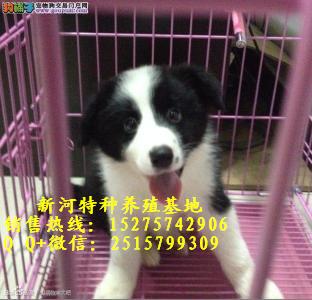那里有邊境牧羊犬幼犬出售  純種邊境牧羊犬什么價位 銷售純種邊境牧羊犬
