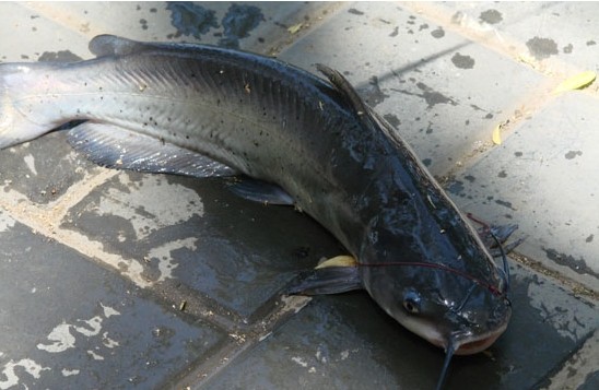 廣東斑點叉尾鮰魚苗 廣東鮰魚苗供應商 鮰魚苗廠家批發(fā) 廣東省大量供應優(yōu)質斑點叉尾鮰魚苗