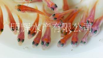 廣東紅羅非魚苗廠家 廣東彩虹鯛魚苗批發(fā)  批發(fā)紅羅非魚苗彩虹鯛魚苗
