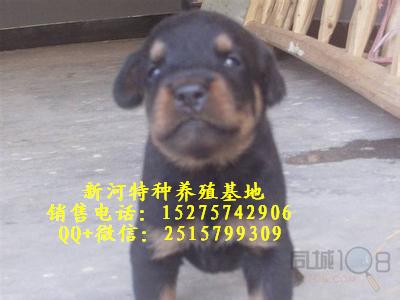 純種羅威納犬純種羅威納幼犬價(jià)格羅威納幼犬出售常年出售羅威納成犬幼犬那里的純種羅威納便宜雙血統(tǒng)羅威納幼犬
