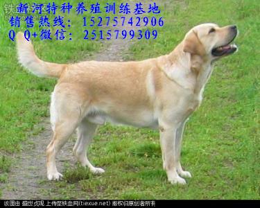 純種拉布拉多犬拉布拉多犬幼犬價(jià)格純種拉布拉多犬價(jià)格那里有純種拉布拉多犬幼犬雙血統(tǒng)拉布拉多犬幼犬純種拉布拉多犬價(jià)格低